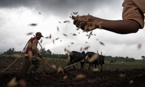 “Seed must be in the hands of the farmers”; photographer unknown; courtesy of http://seedfreedom.in/